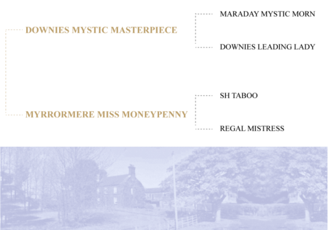 Myrrormer-Mr-McGredy-pedigree