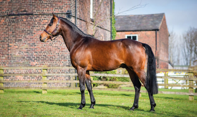 Myrrormer-Mr-McGredy-New-Hill-Farm