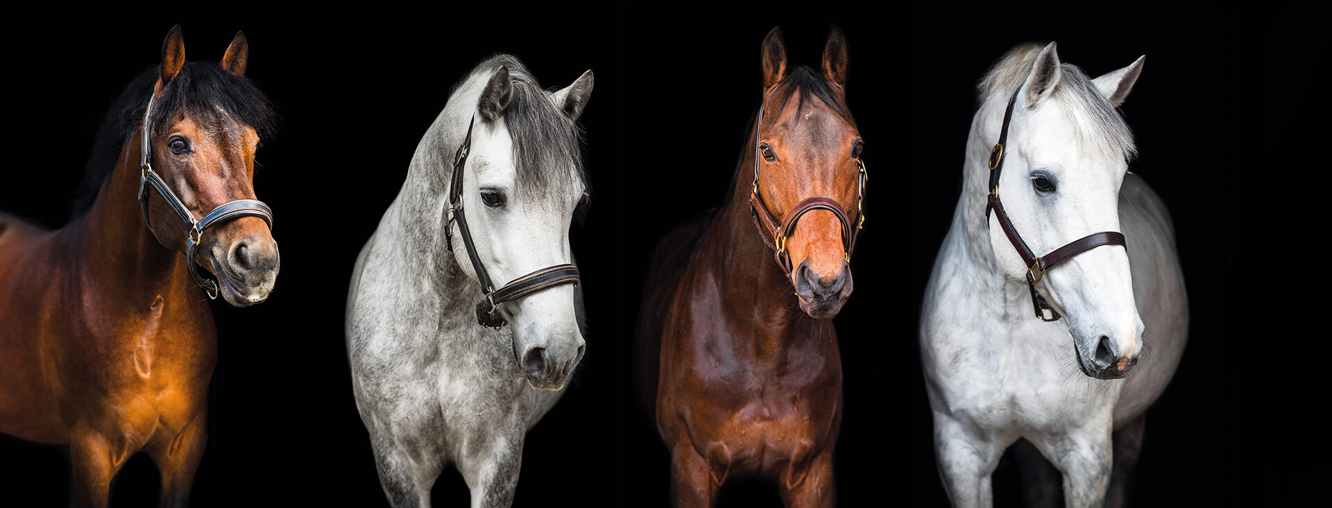 New-Hill-Farm-Worsley-Stallions-Banner New Hill Farm Stallions