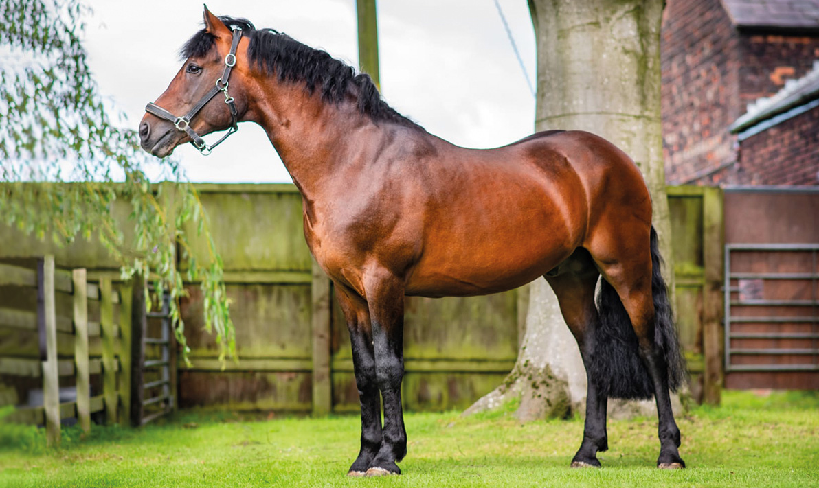 Magic-Morris-New-Hill-Farm