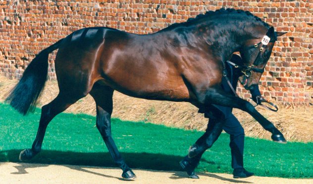 Andes-Stallion-New-Hill-Farm