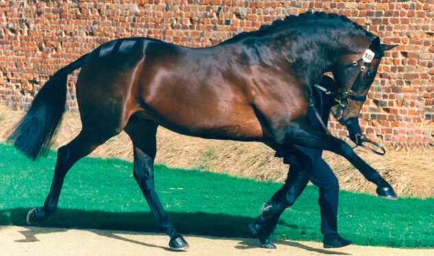 Andes-Stallion-New-Hill-Farm
