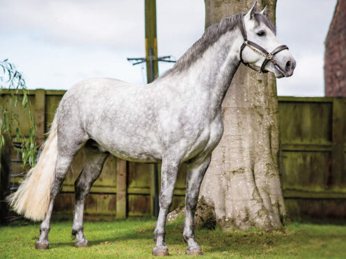 Dinarthall-Concorde-Hill-Farm