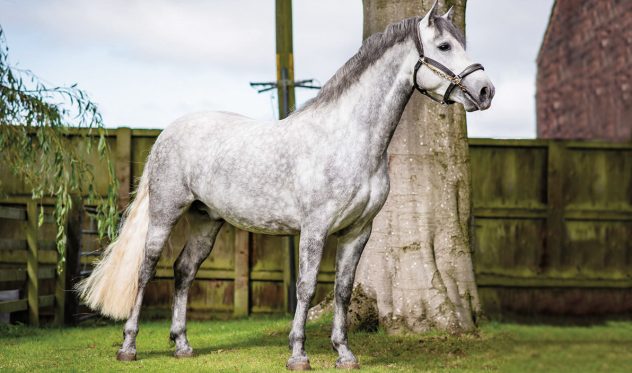 Dinarthall-Concorde-Hill-Farm
