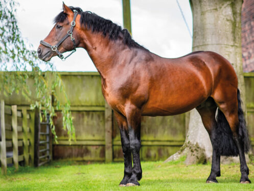 Magic-Morris-New-Hill-Farm