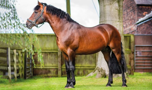Magic-Morris-New-Hill-Farm