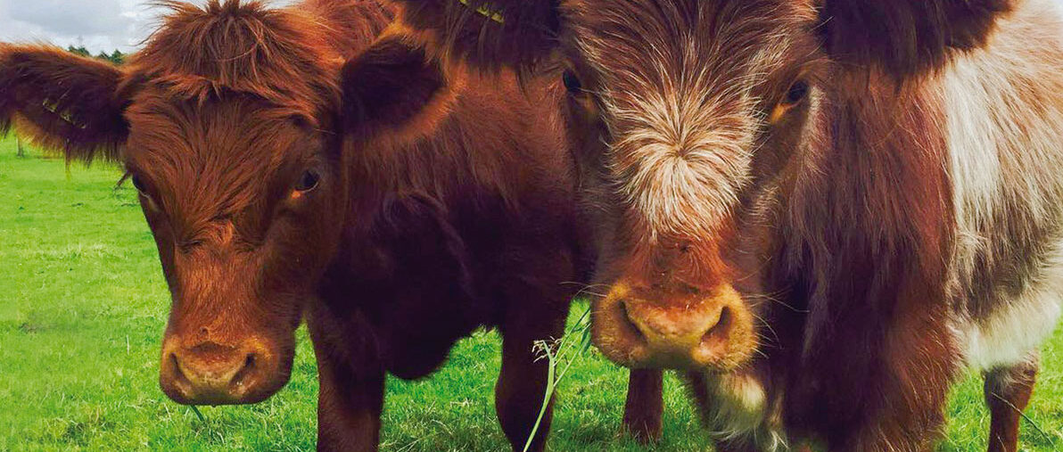 New-Hill-Farm-Livestock