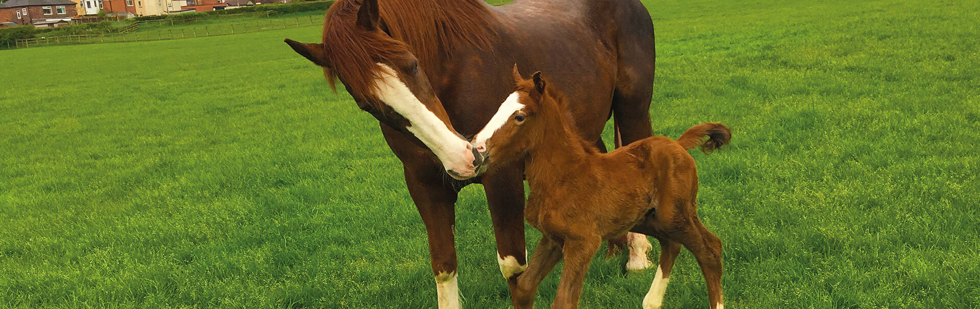 New-Hill-Farm-News