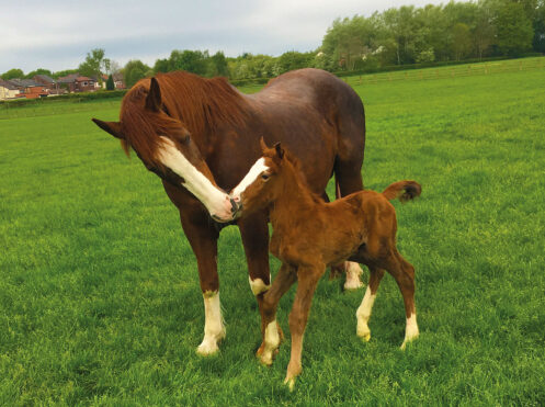 New-Hill-Farm-News